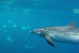 Natação com golfinhos nos Açores, ilha Terceira | OceanEmotion