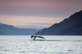 Small Group Whale Watching by RIB