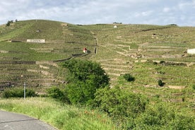 Guided Tour of the Coteaux Côte Rôtie for Parents and Children Duos