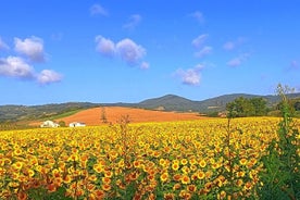 Tour privado de arte y vino en Cortona y Montepulciano, con almuerzo y 2 catas de vino