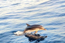 Giardini Naxos: Dolphin Searching Sunset Boat Tour