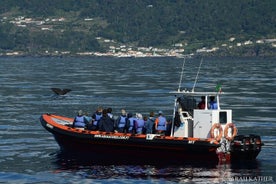 ピコ島でのクジラとイルカウォッチング - 半日