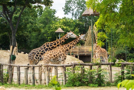 Photo of group of giraffes eating at Budapest Zoo and Botanical Garden on summer day.