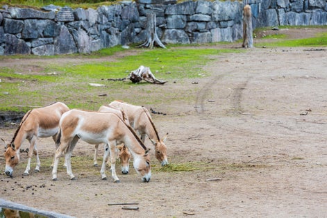 Photo of gorgeous view of horses from natural park Kolmarden Sweden.