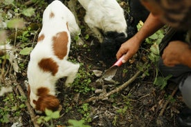 Visite de chasse aux truffes et de dégustation de barolo dans la région d'Alba