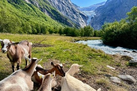 Olden Privat strandutflykt Briksdalsglaciären och SkyLift Loen