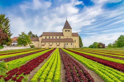 Photo of Lettuce cultivation on the island Reichenau, Lake Constance, Germany .