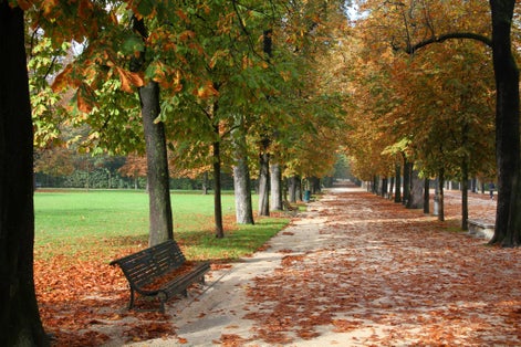Parma, Italy - Emilia-Romagna region. Ducale Park - autumn view with chestnut trees.