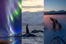 Het beste van Tromsø: walvissen, Aurora, hondensleeën, Sami-rendieren