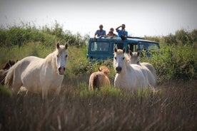 Aigues Mortes: 4x4 ljósmyndasafari í Camargue 