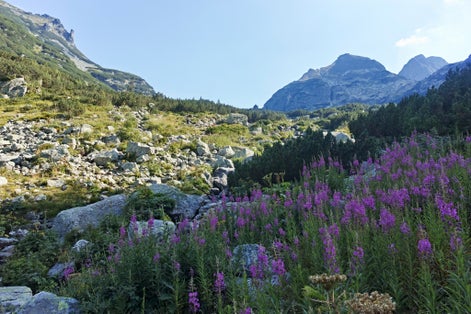 photo of view of Amazing Summer landscape of Rila Mountain near Malyovitsa hut, Bulgaria,Kyustendil bulgaria.