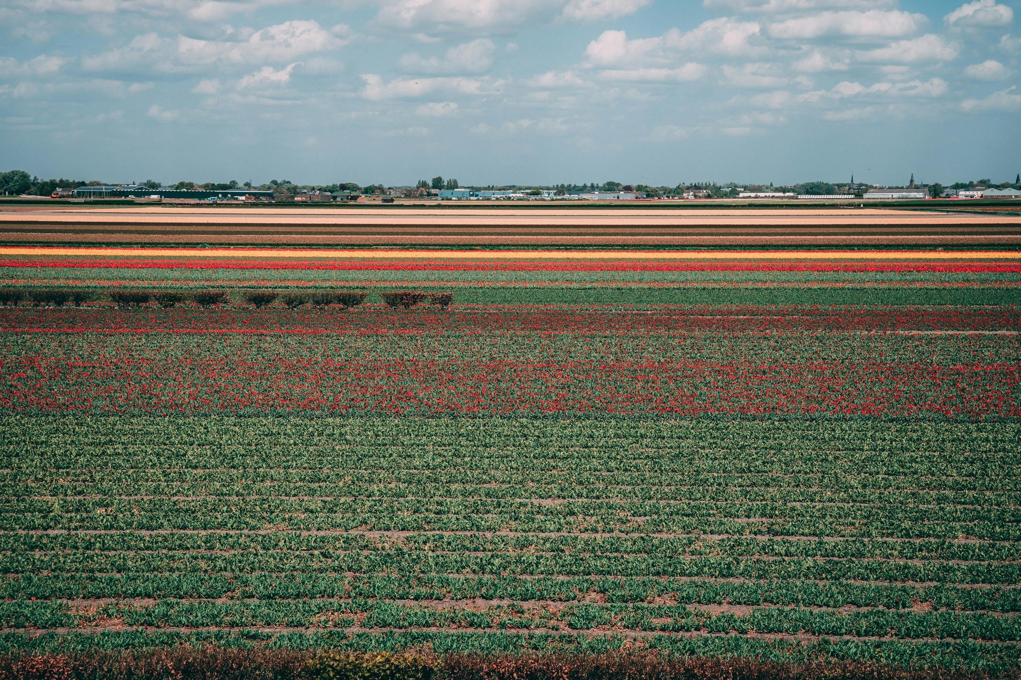 netherlands-in-july-3.jpg