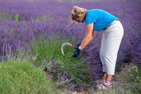 Lavender Harvesting and Distillation Workshop in Bellegarde