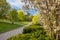 Walk and bike path at Tøyen in Oslo. Blossom tree in the spring