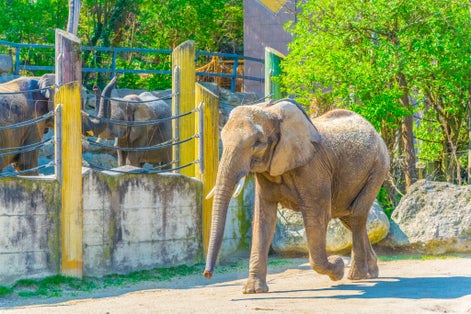 Photo of the elephant enclosure in the schonbrunn zoo in Austria.
