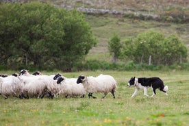 Dublin: Kilkenny, Wicklow & Glendalough Tour & Sheepdog Show