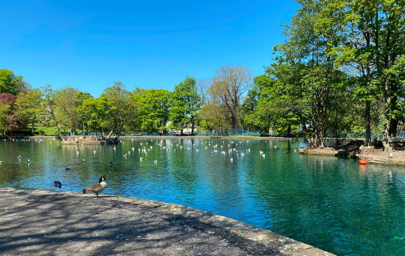 Ducks and seagulls relaxing on a Victorian boating lake, with old trees, set against a blue sky in Lister Park, Bradford, UK.