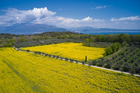 Aerial view of Rocca di Manerba Surrounded by olive trees and flowering rapeseed field. Rocca di Manerba on Lake Garda In Italy. Rocca di Manerba panoramic view of Lake Garda.