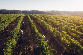 Toscana vinturer i en familievingård Podere Pellicciano