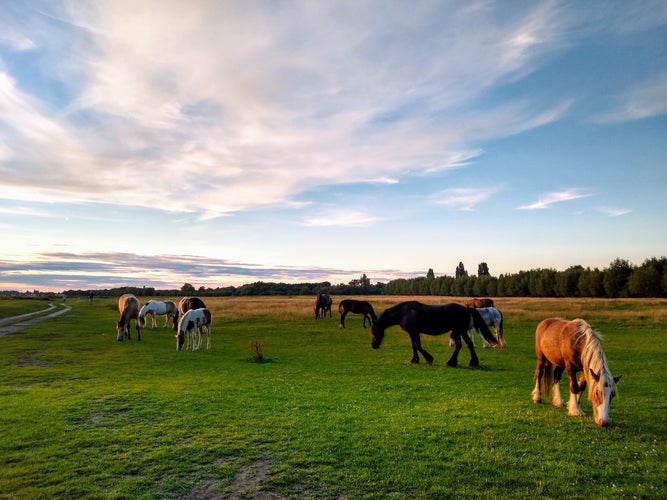 Port Meadow.jpg