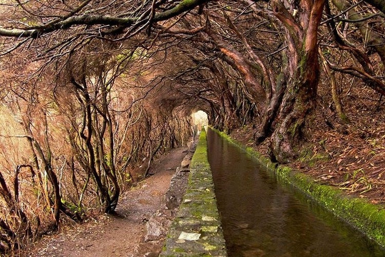 Levada trails in Madeira.jpg