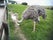 Moher Hill Open Farm and Leisure Park, Ballysteen, Ballysteen ED, West Clare Municipal District, County Clare, Munster, Ireland