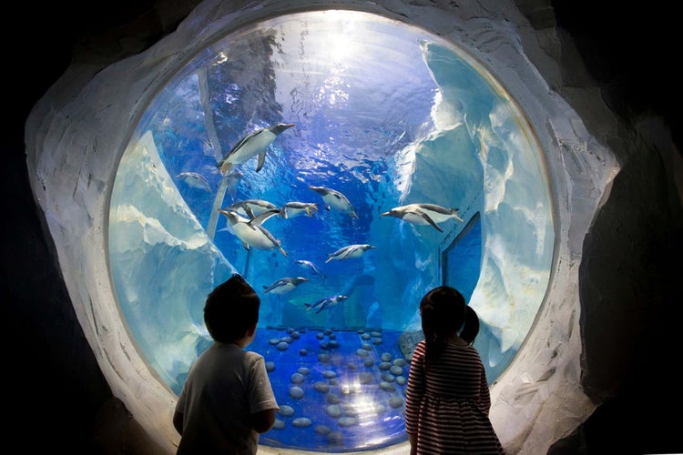 National Sea Life Centre 2.jpg