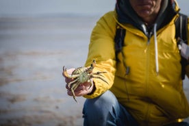 Sylt: Guided Mudflat Hike on the Island