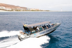 2-stündiges Delfinbeobachtungserlebnis auf Fuerteventura