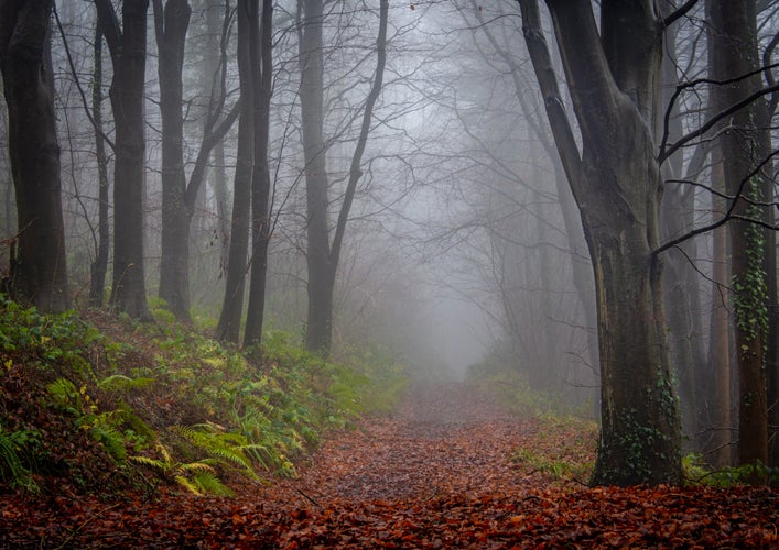 Hoia-Baciu Forest 3.jpeg