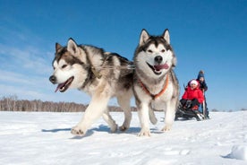 Sirkka: 5 Km Husky Sledding Ride in Levi