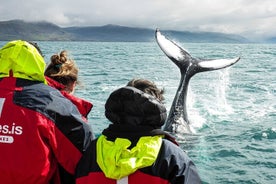 100% observation des baleines