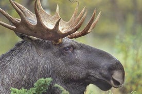 Tierwelt-Safari bei Sonnenuntergang von Stockholm aus