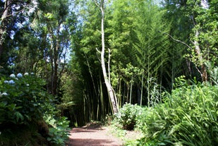 Recreational Forest Reserve of Pinhal da Paz