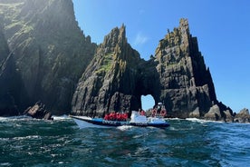 Dingle Boat Tours Vida Silvestre RIB Adventure