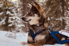 Rovaniemi : safari en Husky et mushing autonome de 6 à 10 km