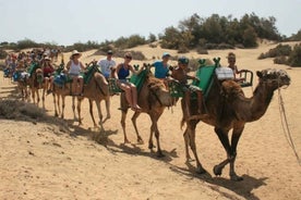 Maspalomas: Leiðsögn á úlfaldabaki um sandöldur Maspalomas