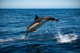 Dolphínaskoðun með líffræðingi í Arrábida náttúrugarðinum