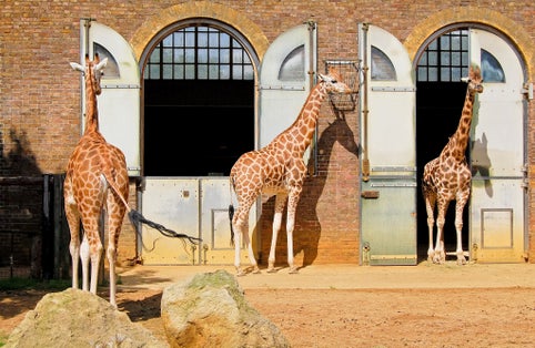 Photo of Giraffes at the London Zoo, UK.