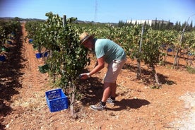 Mallorca Bodega & Olive Tour með vínsmökkun (heill dagur)