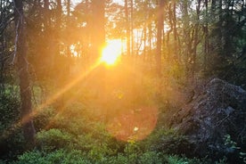 Mitternachtssonne und Lagerfeuer – Abendwanderung im Wald außerhalb von Stockholm