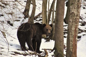 Beren kijken in de buurt van Brasov