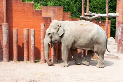 Photo of elephant in Copenhagen Zoo, Denmark.