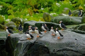 Puffin Watching Speedboat Express