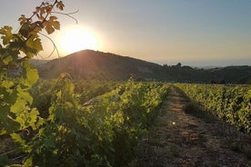 Vignoble et dégustation de vin