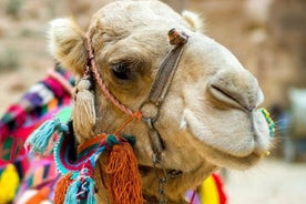 Cappadocia Camel Ride Experince Sunrise Sunset Daytime