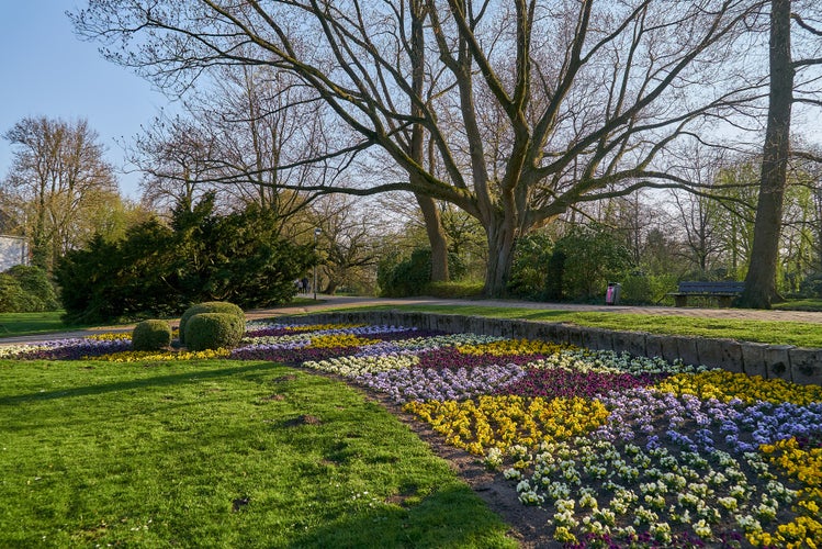 Photo of colorful blooming spring flower beds next to green lawn and big leafless trees in the public park called "Graftanlagen" in Delmenhorst (Germany) on a sunny day .