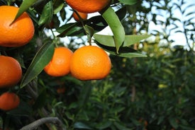 アルバニアでの食べ物と飲み物の試飲付きマンダリナ農業ツアー