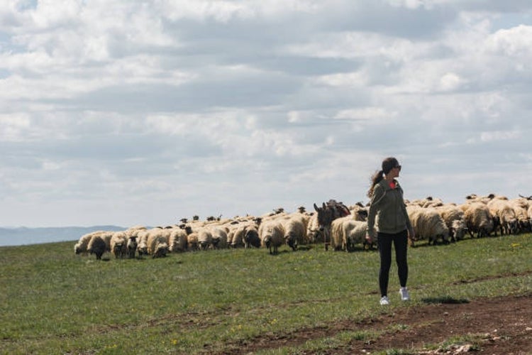 A young woman walking on a mountain pasture with a flock of sheep grazing in the background..jpg