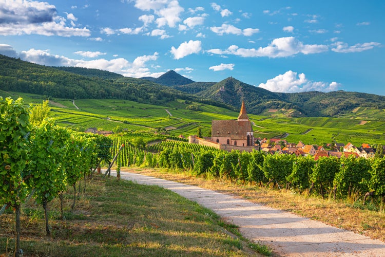 vineyards of Alsace region, France.jpg